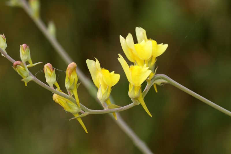 Linaria genistifolia / Linajola a foglie di ginestra